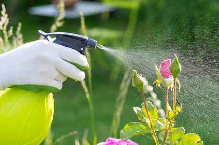 Give plants a health boost with two-ingredient spray using food waste