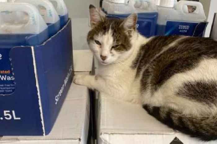 Scots Tesco becomes home to pet cat who loves sleeping on shelves