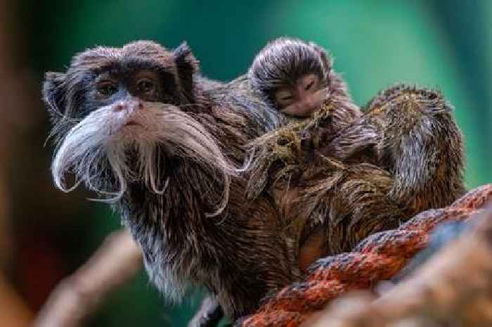 Scottish Zoo celebrates summer baby boom with adorable new arrivals