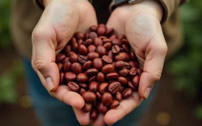 Coffee prices plummet as market shaken by increased supply, shifting demand