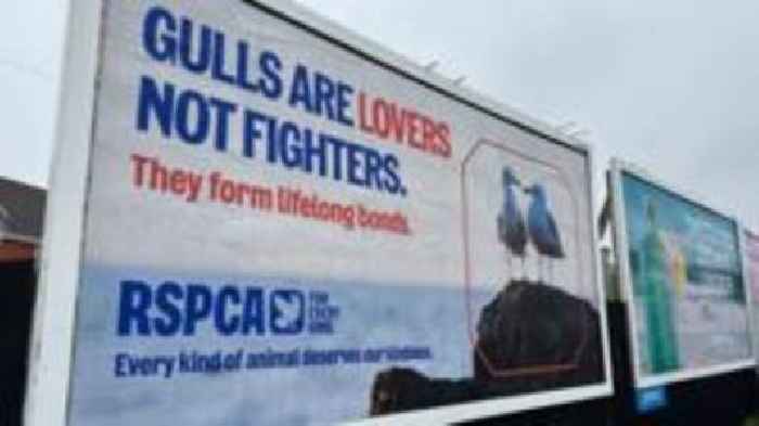 RSPCA billboard calls for kindness to seagulls