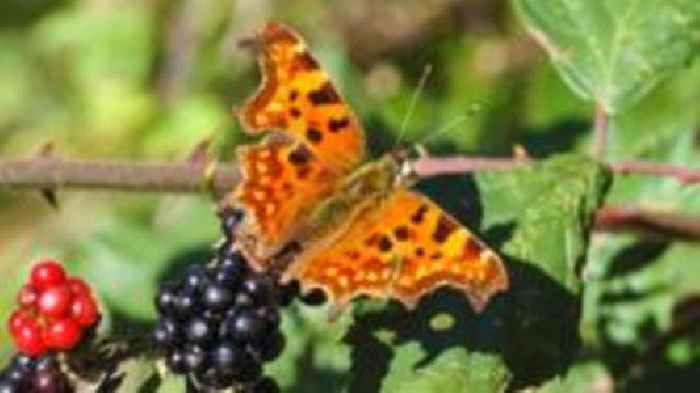 Butterfly numbers 'boosted by trees and hedgerows'