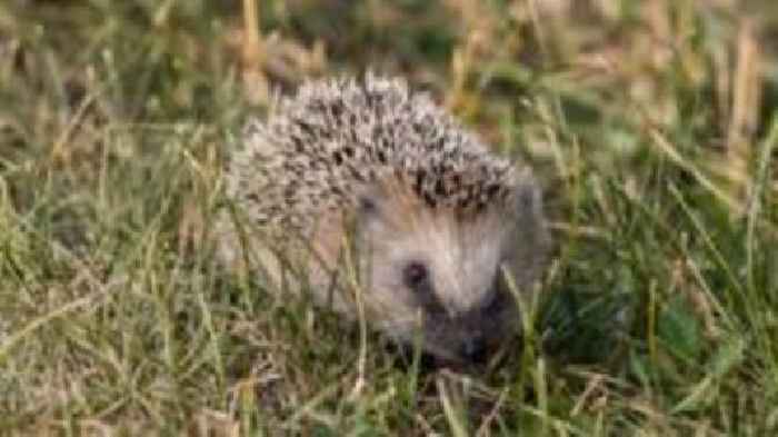 Plea for islanders to help hedgehogs in dry weather