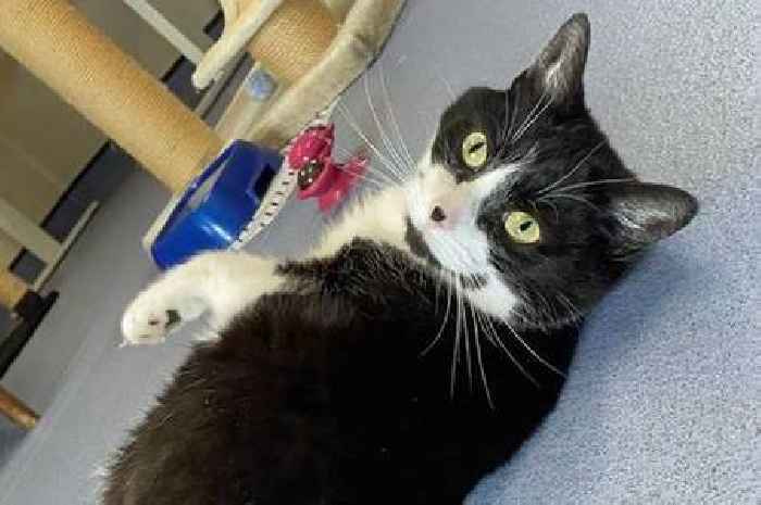 10 precious cats in Derbyshire in need of a forever home