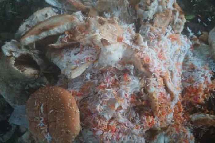 Piles of mouldy food dumped in public spaces as Derby resident fears health risk