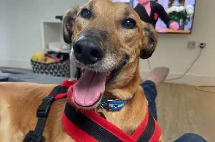 Lovable lurcher desperate for new family after months in shelter