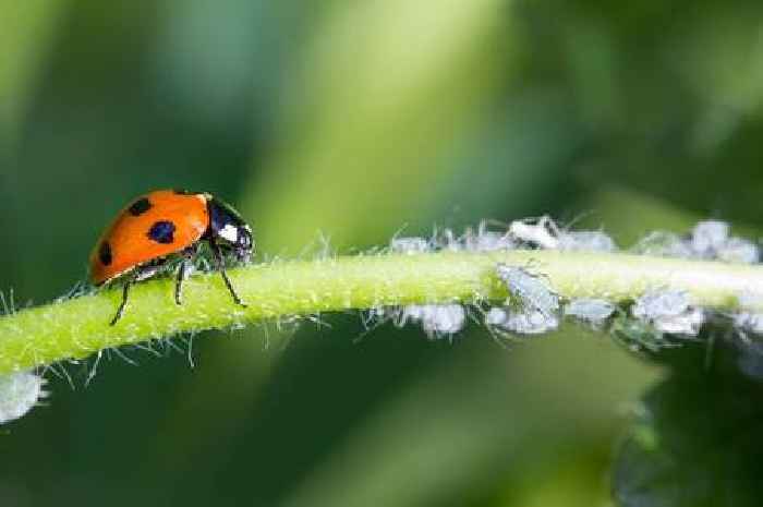 Gardeners urged to leave ladybirds alone if they spot them on plants