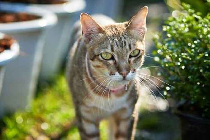 B&Q is selling a plant that stops cats from using your garden as a litter tray