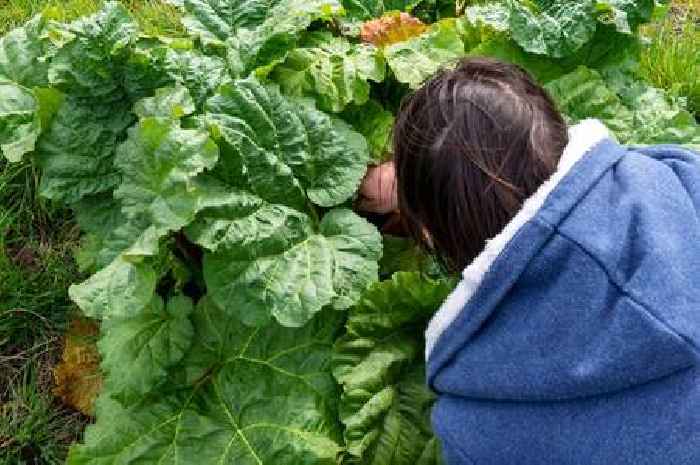 The Essex farms where you can pick your own fruit this summer - from strawberries, raspberries and blackberries