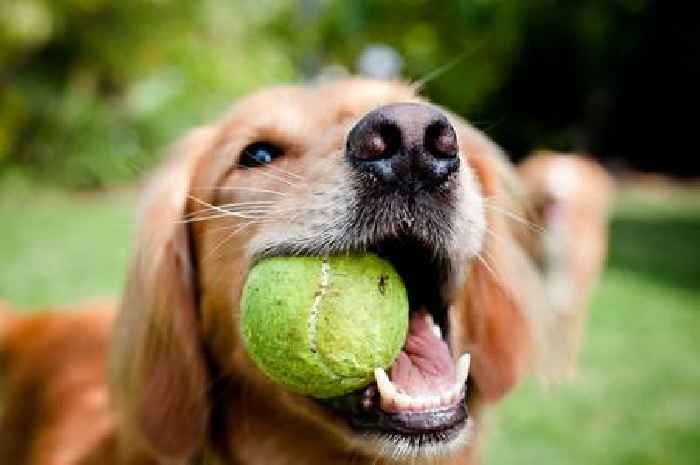 Top five sociable dog breeds perfect for those buying a second pooch