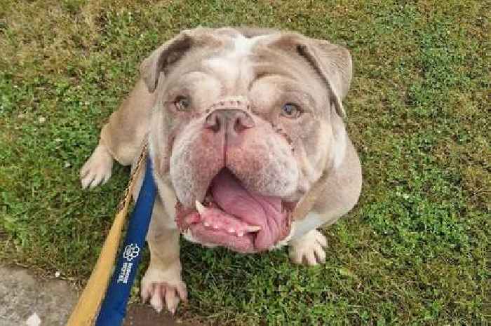 Petal the bulldog's life hasn't been easy and she needs a new home