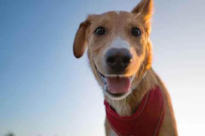 'Vanishing' warning issued to anyone looking to buy a puppy