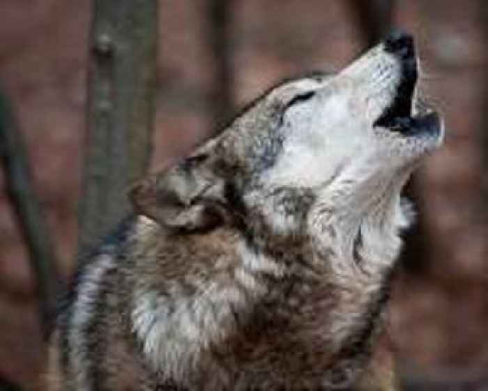 'Demonised': Polish scientists warn of fear mongering about wolves