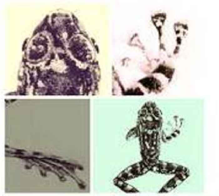 'Frogging' takes off in Borneo's jungle
