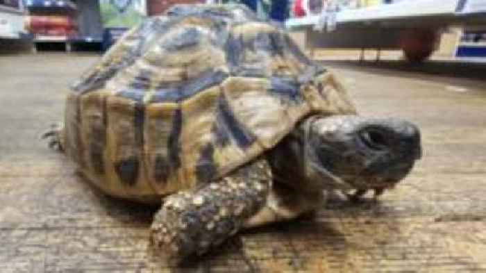 Tortoise with burn mark found after seven years