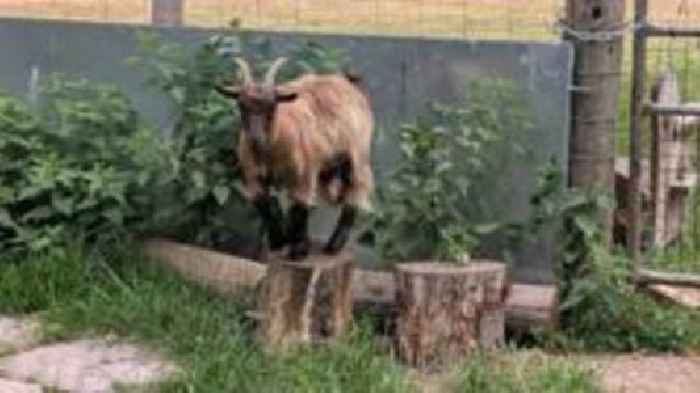 Newly-rescued goat stolen from sanctuary