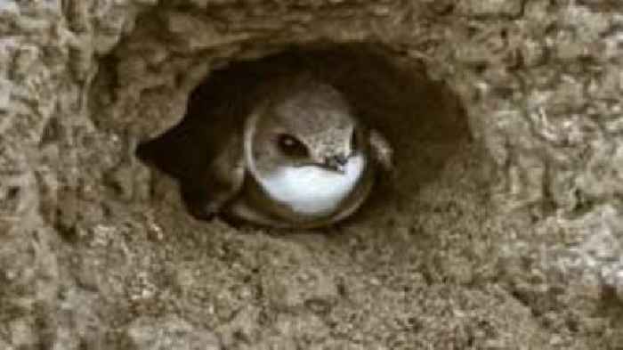 Police appeal after vandals destroy birds' nests