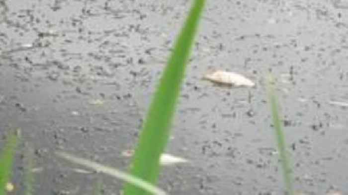 Oxygen drop causes dead fish and 'revolting' smell