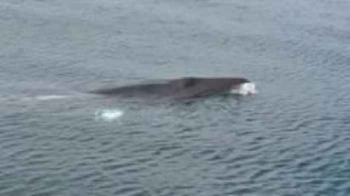 Watch as minke whales swim next to boat