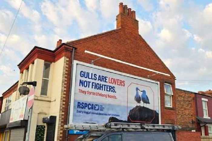 Billboards in seaside towns urge tourists to be nice to seagulls