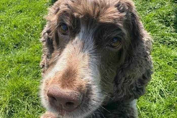 Adder warning after death of family's beloved cocker spaniel
