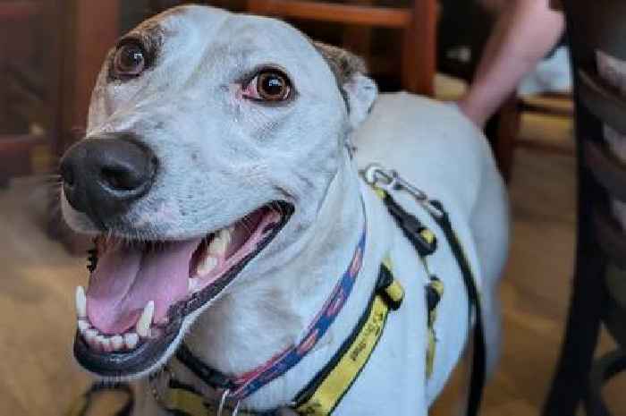 Leicestershire dog has relatable reaction when told 'you're not going to pub'