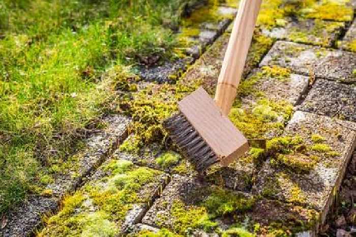 Remove moss from your patio in 10 minutes using common household ingredient