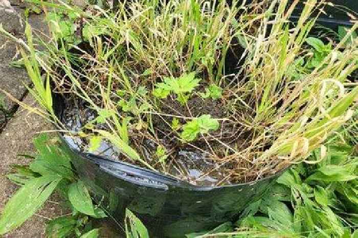 Gardeners told to put bucket of water in garden this summer to help frogs