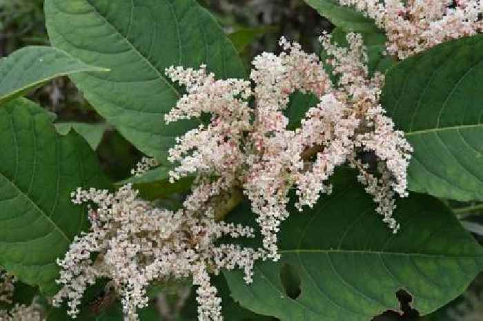 Dangerous plant Japanese knotweed can devalue your home by tens of thousands