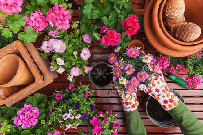 Gardeners urged to place sponges in their plants this July for important reason