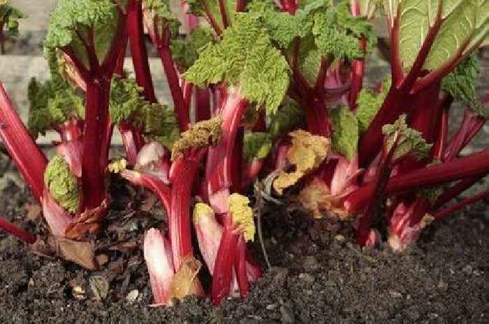 Gardeners with rhubarb must avoid simple garden task in July