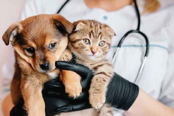 Human names top the trend for cats and dogs in 2025