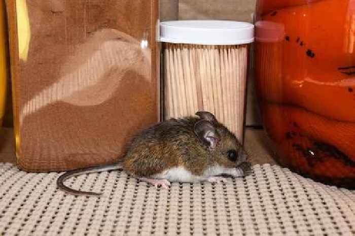 Mice will stay away from homes with natural 2-ingredient solution that's not toxic