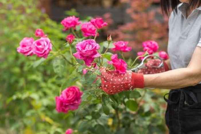 Roses will be stronger and grow even more flowers if gardeners do 1 key task in July