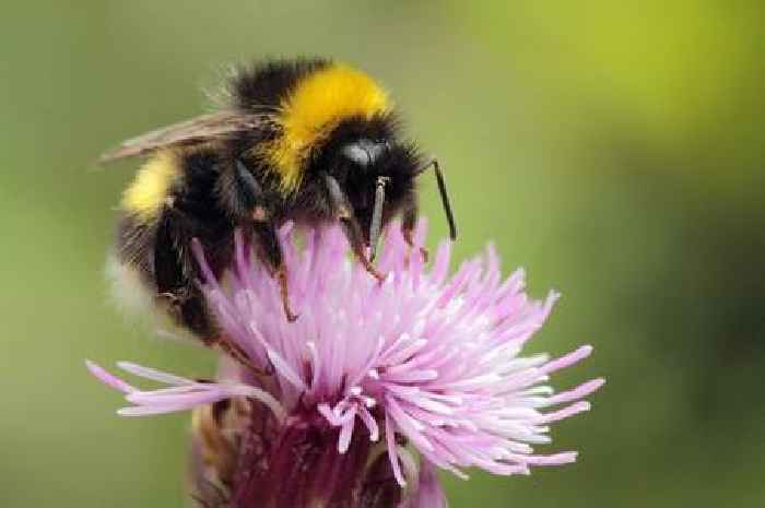 Gardening expert urges Brits to leave sugar mixture in their gardens in heatwave