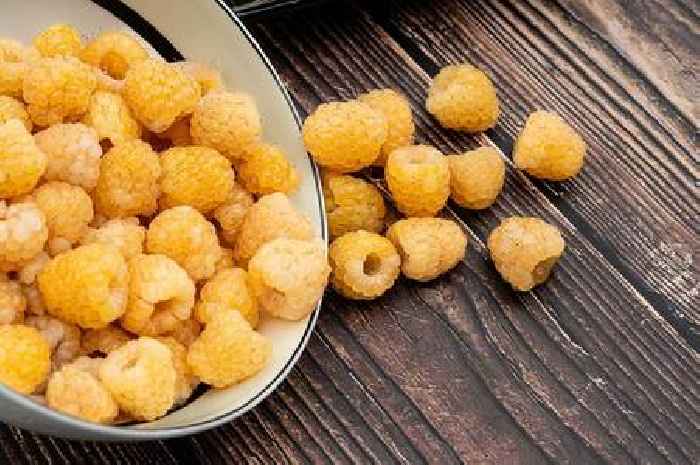 Rare golden raspberries exclusively grown in Scotland available to buy at major supermarket