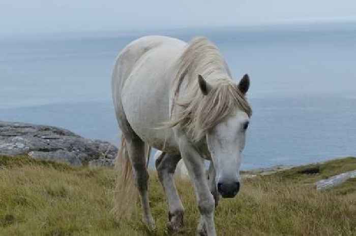 The beautiful Scottish island you 'must visit' where ponies roam freely