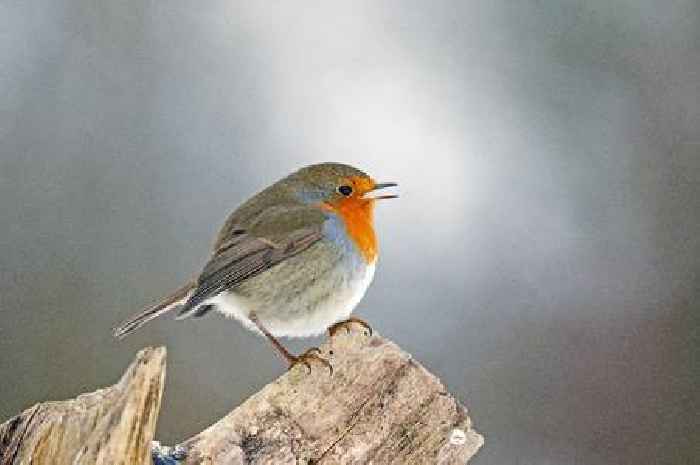 People with robins and blackbirds in gardens asked to do five things this week