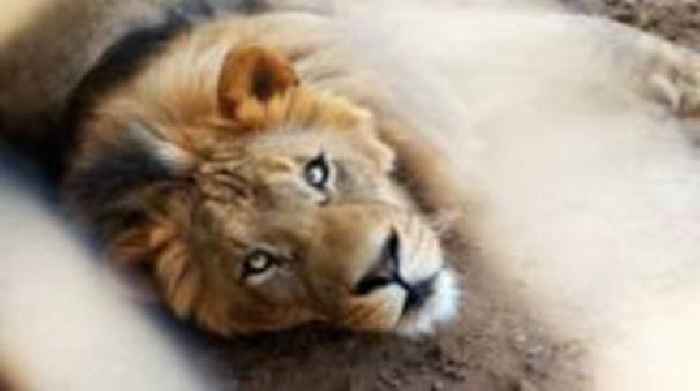 Pet lion's owners arrested after big cat attacks three people