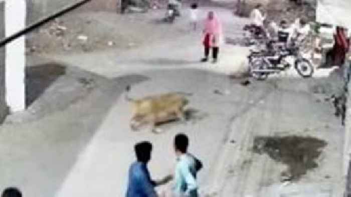 Watch: Moment pet lion pounces on woman in street