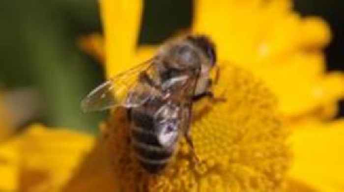 Bee attack leaves three in critical condition and dozens injured in France