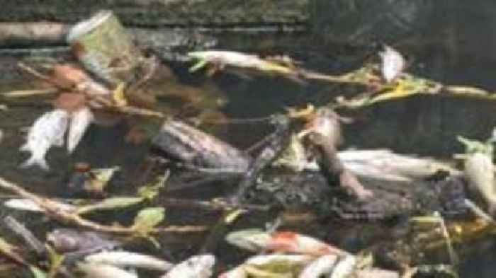 Hundreds of dead fish in lake after hot weather