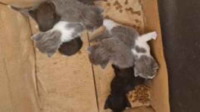 Litter of kittens found by rubbish pickers