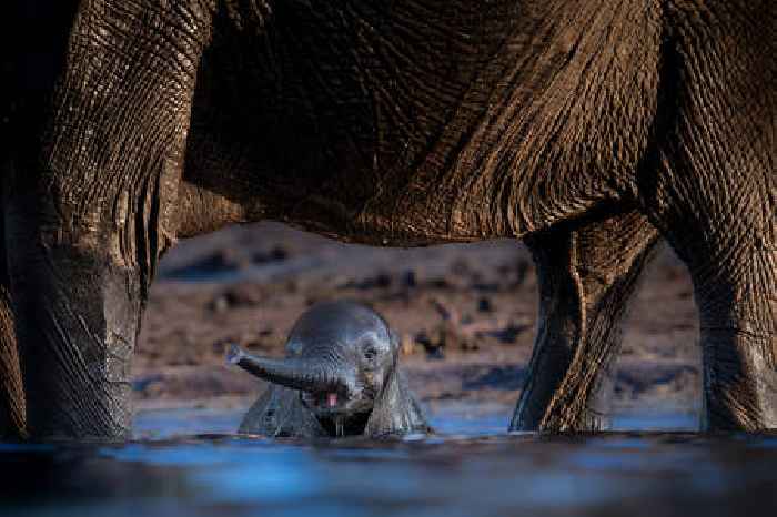 12 compelling wildlife photographs from BigPicture 2025