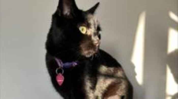 Appeal after cat shot with air rifle