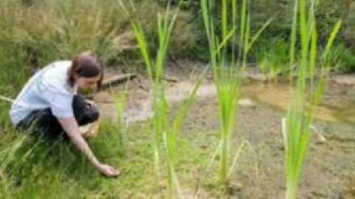 Project doubles uncommon plants around reservoir