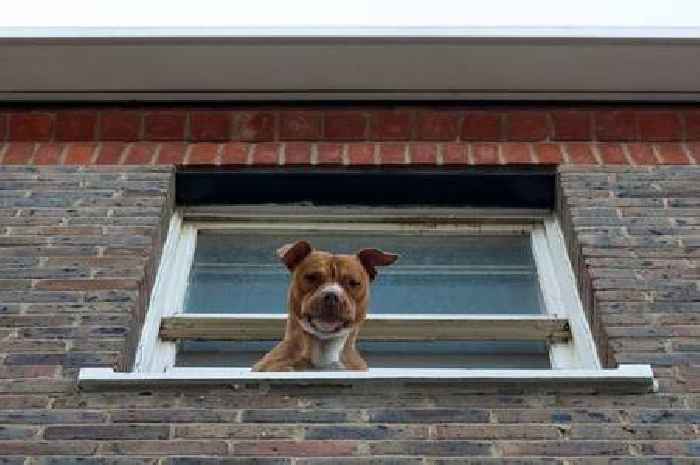 Dog owners risk legal action if their pet doesn't behave between 7am and 4.30pm