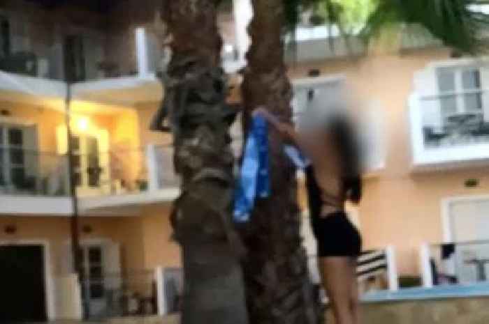 Summer workers grab towels reserving sunbeds and throw them into trees