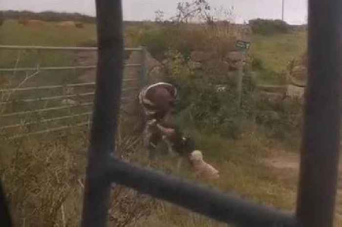 Outrage as video captures man punching dog near Westcountry beach