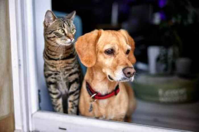 Dog owners face prosecution as epidemic sweeps UK with 42 incidents a week